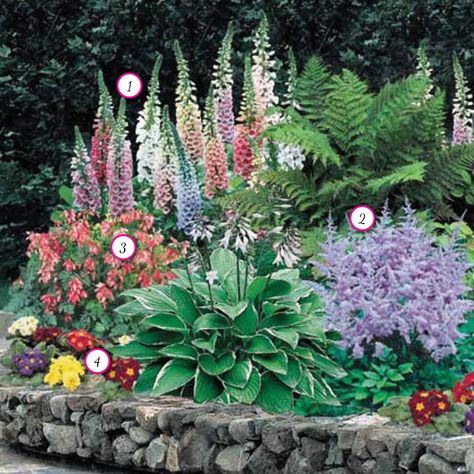 Shade Perrenials  •1: Mixed Foxglove  •2: Astilbe  •3: Fuchsia X Hybrida  •4: Mixed Hardy Primrose Spring Hill Nursery, Shade Loving Perennials, Sun Perennials, Shade Flowers, Shade Perennials, Have Inspiration, Perennial Garden, Gorgeous Gardens, Shade Plants