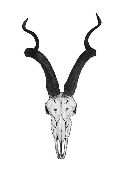 Kudu Skull Tattoo, Gazelle Skull Tattoo, Oryx Tattoo, Goat Skull Drawing, Kudu Tattoo, Goat Skull Tattoo, Kudu Skull, Animal Skull Drawing, Skull Tattoo Flowers