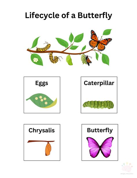 Free Printable - Butterfly Lifecycle.pdf Lifecycle Of A Butterfly Free Printable, Butterfly Lifecycle Printable, Lifecycle Of A Butterfly, Butterfly Lifecycle, Butterfly Information, Clara Barton, Printable Butterfly, Butterfly Life Cycle, Butterfly Printable