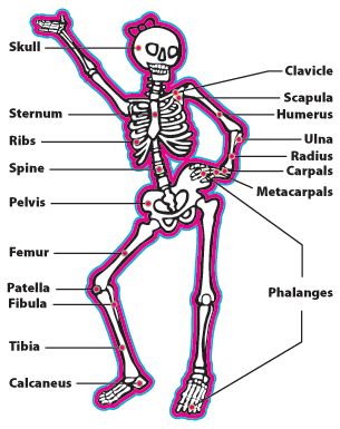 Homeschool Anatomy, Flow Psychology, Girl Celebs, Human Body Unit Study, Health Campaign, Pe Activities, Pe Ideas, Human Body Unit, Girl Quizzes