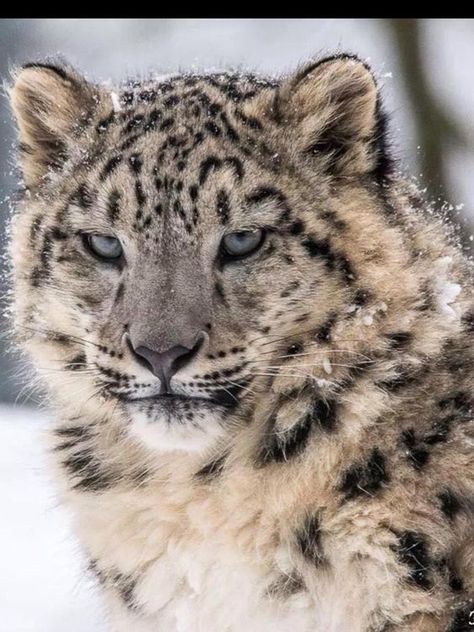 Unreal on Twitter: "@dazirazi Hello,Isa🌷😊☀️My dear friend🙂 Especially for you🐯Snow leopard🐯I wish you a wonderful day!!😊☀️☀️and Happy weekend🌞🙃🌺🌻🌼🌷😊… https://t.co/SpoaG9Om48" Snow Leopard, The Snow, Jaguar, Bing Images, Tumblr, Blue