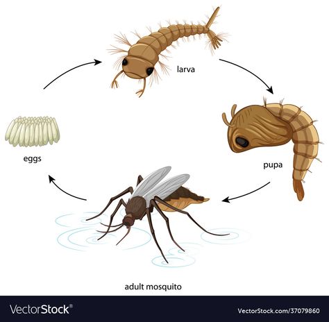 Mosquito Aesthetic, Life Cycle Of A Mosquito, Old Apple Logo, Mosquito Life Cycle, Unicorn Anime, Insect Life Cycle, Media Pembelajaran, Emoji Dictionary, National Songs