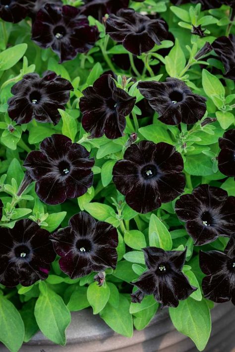 black-velvet-petunia Black Magic Petunia, Black Petunias Combinations, Black Velvet Petunia, Gothic Gardens, Ethereal Flowers, Spooky Garden, Black Petunias, Million Bells, Petunia Flower