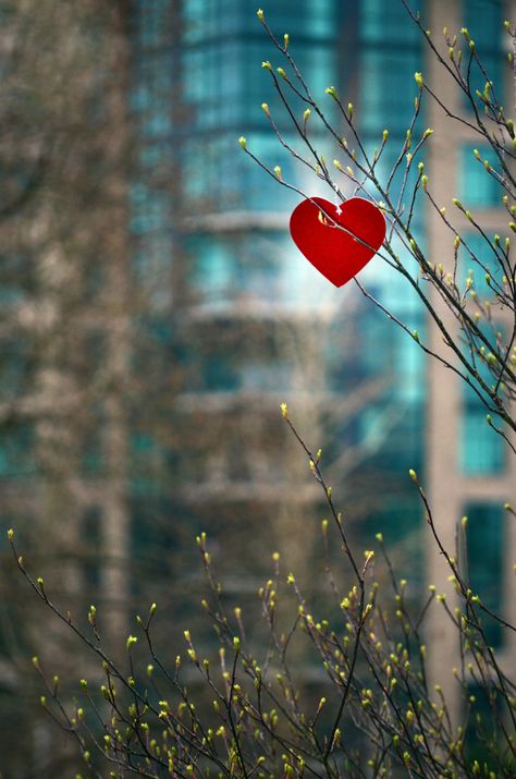 Don't hide your heart | James Drummond | Flickr Pictures For Quotes Background, Hearts In Nature, Heart Wallpaper Landscape, Heart Shape In Nature, Hearts In Nature Aesthetic, Hearts In Nature Photography, Punjabi Wedding Couple, Autumn Leaves Wallpaper, Beautiful Profile Pictures