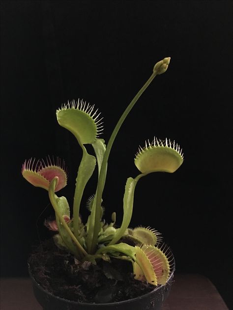 Venus Flytrap Photography, Venus Fly Trap Photography, Carnivorous Plant Aesthetic, Carnivorous Plants Aesthetic, Types Of Houseplants, American Traditional Tattoo Ideas, Traditional Tattoo Ideas, Venus Flytrap, Weird Plants