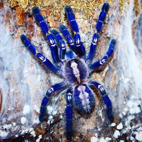 Weird But Real Animals - - Gooty Sapphire Ornamental Tarantula Sapphire Tarantula, Poecilotheria Metallica, Blue Tarantula, Tarantula Habitat, Pet Tarantula, Arachnids Spiders, Spider Pictures, Spiders And Snakes, Pet Spider