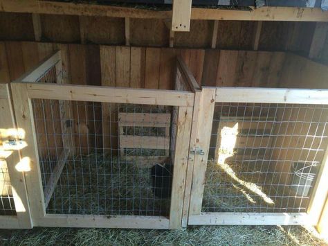 Kidding stalls Show Lamb Barn Ideas, Goat Kidding Pen Ideas, Goat Kidding Stall, Goats Shelter, Goat Stalls In Barn, Goat Kidding Pen, Goat Barn Layout, Goat Tips, 4h Goats