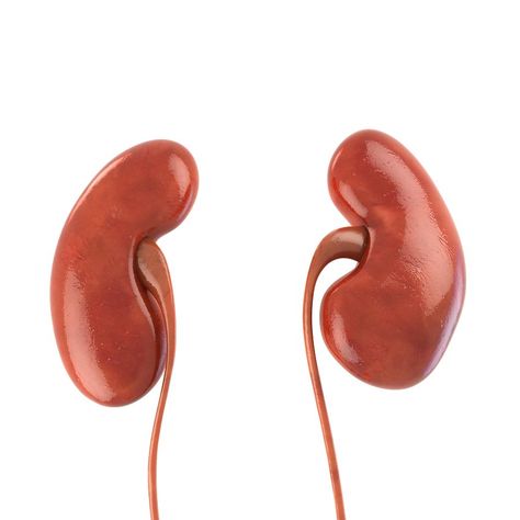 Human kidneys #mesh#good#turbosmoothing#poly Kidney Anatomy, Human Kidney, Human Body Organs, Human Organ, Cold Symptoms, Polycystic Ovaries, Health Trends, Body Organs, Pregnancy Symptoms