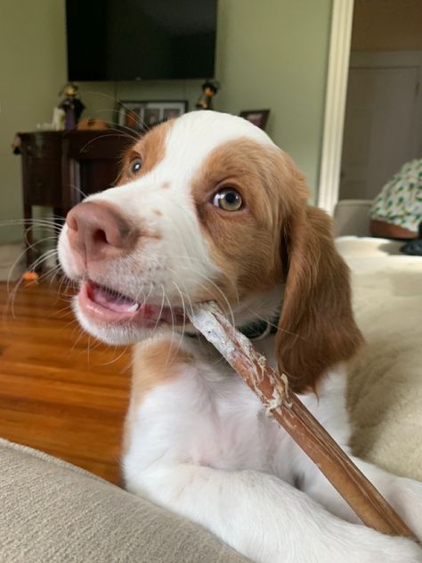 brittany spaniel dog puppy chewing bone stick cute orange dog Brittney Spaniel, Brittany Spaniel Puppies, Brittany Puppies, Cinnamon Twist, Brittany Spaniel Dogs, Puppy Fever, Orange Dog, Spaniel Breeds, Beer Float