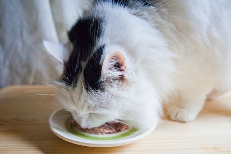 Homemade Diet for Cats With Kidney Failure What To Feed Cats, Cat Kidney Diet, Homemade Kidney Diet For Dogs, Raw Diet For Cats, Homemade Urinary Cat Food, Homemade Cat Food For Kidney Health, Raw Food Diet For Cats, Low Protein Diet, Diy Cat Food