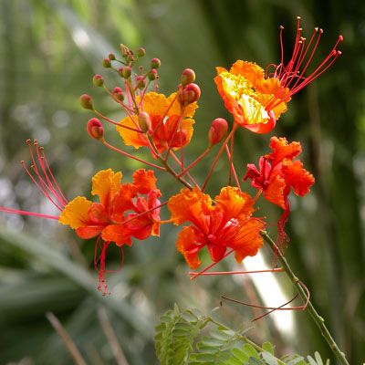 Pride Of Barbados Plant, Texas Backyard, Pride Of Barbados, Barbados Wedding, Texas Garden, Soil Type, Growing Peonies, Full Sun Perennials, Zone 7