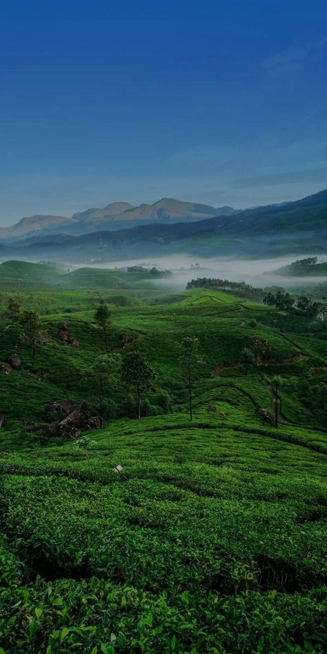 Munnar Photography Kerala, Ooty Trip, Munnar Kerala, Iphone Wallpaper Earth, Awsome Pictures, Aerial Photography Drone, Wallpaper Earth, Cellphone Wallpaper Backgrounds, Beautiful Nature Pictures