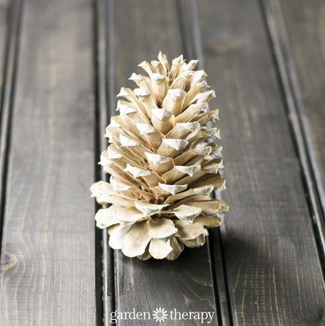 Bleached Pinecones, Bleach Pinecones, Fun Winter Crafts, Christmas Candles Diy, Painted Pinecones, Pine Cone Art, Garden Therapy, Diy Pinecone, Edible Crafts