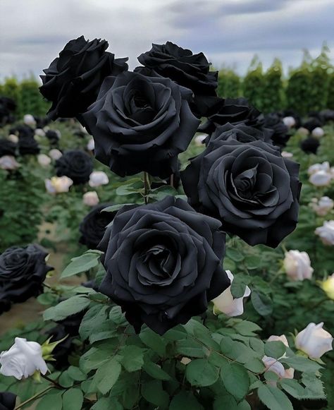 Gothic Imagery, Salahuddin Ayyubi, Goth Garden, Gothic Garden, Prettiest Bouquet, Types Of Roses, Black Roses, Dark Flowers, Handmade Flowers Paper