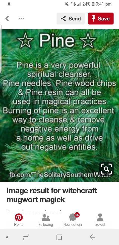 Pine Needle Witchcraft, Pine Needles Witchcraft, Medicinal Wild Plants, Pine Needle Crafts, Pine Leaf, Wiccan Crafts, Witch Spirituality, Witchcraft For Beginners, Herbal Magic