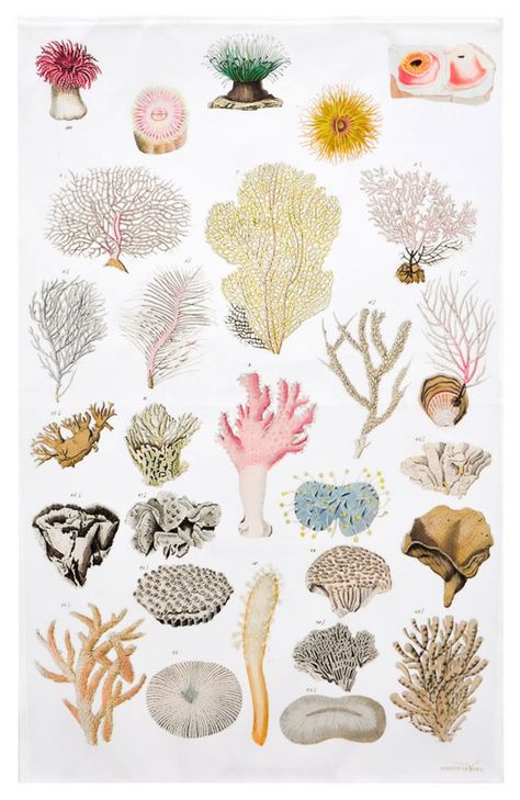 new arrival // sea anemone tea towel Sea Anemone, No Bad Days, Scientific Illustration, Sea Art, Ocean Creatures, Shell Art, Ocean Art, Theme Design, Botanical Illustration