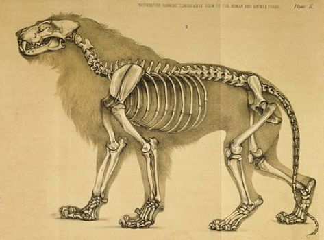 Lion Anatomy, Feline Anatomy, Animal Skeleton, Skeleton Anatomy, Skeleton Drawings, Cat Anatomy, Dog Skeleton, Animal Skeletons, Human Skeleton