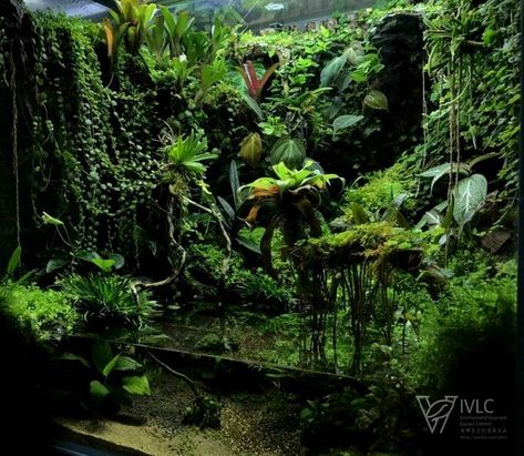 Dart Frog Terrarium, Dart Frog Vivarium, Bioactive Vivarium, Frog Terrarium, Cactus Terrarium, Fish Tank Terrarium, Dart Frogs, Taman Air, Aquascape Design