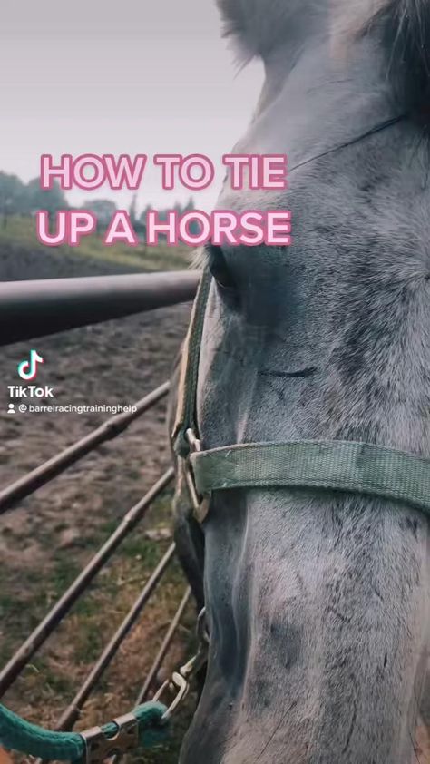 Ways to tie up a horse [Video] | Horse care, Horse riding tips, Horse tips How To Put A Bridle On A Horse, How To Tie Up A Horse, How To Tie A Horse Up, Horse Tack Knowledge, Tips For Horse Riding, Horse Boarding Ideas, How To Train A Horse, Horse Grooming Tips, Tricks To Teach Your Horse