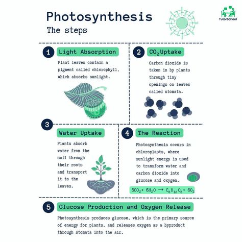 Photosynthesis: The Green Engine of Life Photosynthesis is a process in which plants, algae, and some microorganisms transform light energy into chemical energy, which is then stored in glucose. This mechanism is necessary for life on Earth because it generates the energy that powers most ecosystems. #PhotoSynthesis #Science #TutorSchool #Education #Learning #Students Photosynthesis Notes, Photosynthesis Lab, Process Of Photosynthesis, Block Plan, Chemical Energy, Grade 12, Science Notes, Biology Notes, Science Chemistry