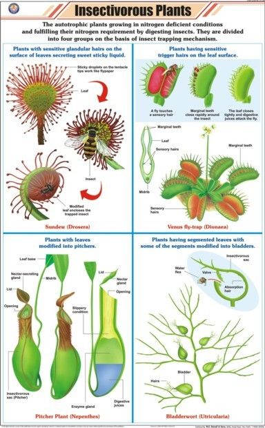 Plant Chart, Bog Gardens, Carnivores Plants, Carnivore Plants, Carnivorous Plants Terrarium, Insectivorous Plant, Plants Terrarium, Bog Garden, Venus Flytrap