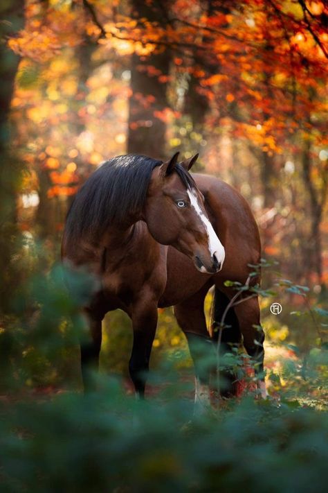 Horse Wallpapers, Paint Horses, Rodeo Horses, Horse Wallpaper, Horse Aesthetic, American Quarter Horse, Equestrian Life, Future Goals, Equine Photography