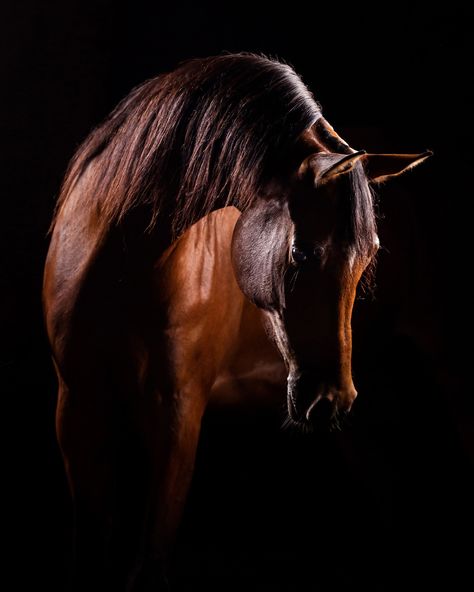 For my Pegasus Retreat, I always set up a studio and show my students the magic that can be made with lighting. ⁠ ⁠ This is also a chance for me to experiment and improve my lighting skills as well! This year, I bought new lights, backdrop, and softboxes and changed how I set the lights. I couldn't be happier with the results!⁠ ⁠ The best part? Hearing my students say after this session, "I believe I can do this!" ⁠ ⁠ This beautiful horse is Charlotte, a stunning purebred Arabian mare owned b... Lights Backdrop, Beautiful Horse, Arabian Horses, Equine Photography, Photographic Studio, Arabian Horse, Be Happier, Horse Photography, Art Poses