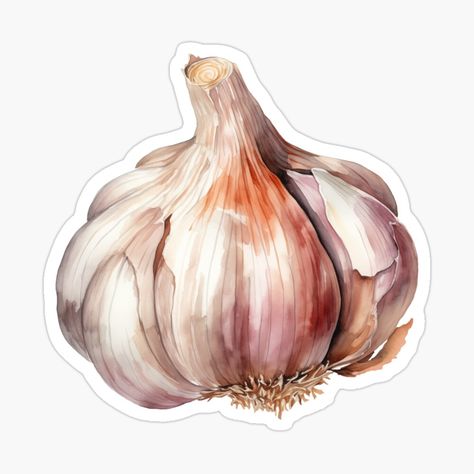 Garlic Drawing, Garlic Illustration, Harvest Illustration, Garlic Plant, Columbian Recipes, Garlic Harvest, Garlic Art, Harvesting Garlic, Drawing Sticker