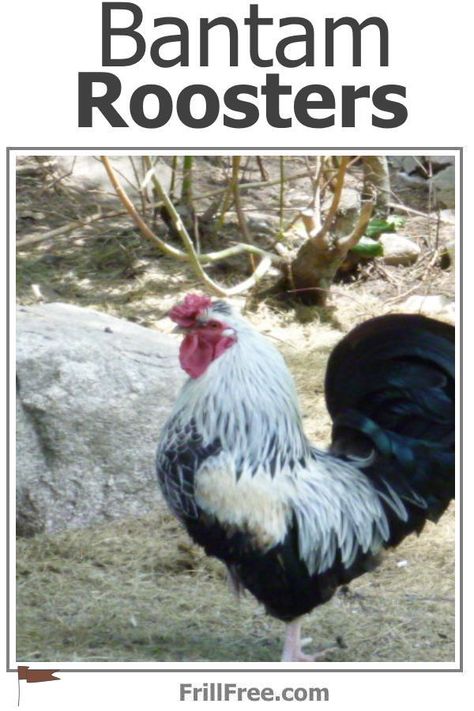 Bantam Roosters Bantam Rooster Breeds, Napoleon Complex, Rooster Breeds, Chicken Flock, Bald Spot, Chicken Breeds, Gourd Art, Small Breed, Small Birds