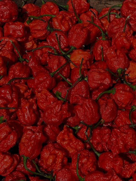 Introduction: 🔥🌶️ Prepare for an explosive culinary battle as we dive into the scorching world of superhot chilies, pitting the renowned Ghost Pepper against the fiery Carolina Reaper. These two chili varieties have gained legendary status for their intense heat and are not for the faint of heart. In this article, we’ll explore the origins, […] The post Ghost Pepper vs. Carolina Reaper: A Fiery Showdown appeared first on Masala Monk. Asian Marinade, Carolina Reaper Pepper, Types Of Peppers, Ghost Pepper, Carolina Reaper, Lime Salt, Ghost Peppers, Spicy Snacks, Curry Dishes