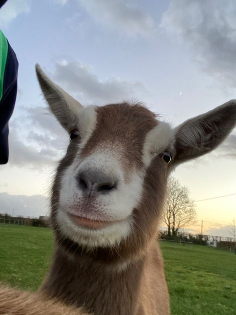 Dutch Toggenburg Goat Toggenburg Goat, Cute Goats, Goat Farming, Happy Kids, Farm Animals, Goats, Party Ideas, Cute Animals, Animals