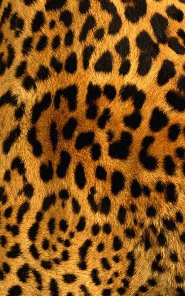 Leopard Leapord Print Wallpaper Aesthetic, Print Wallpaper Aesthetic, Skin Wallpaper, Cheetah Print Wallpaper, Animal Print Wallpaper, Leopard Skin, Wallpaper For Iphone, Iphone Prints, Giraffe Print