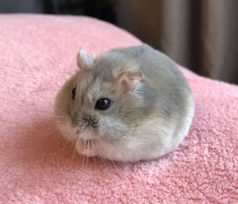 Hamster Photo, Hamster Aesthetic, Hamster Pics, Hamsters As Pets, Baby Hamster, Aesthetic Funny, Funny Hamsters, Cute Small Animals, Cute Hamsters