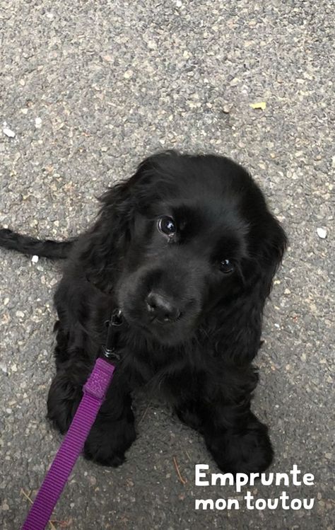 Black Cocker Spaniel Puppies, Field Spaniel, Black Cocker Spaniel, Spaniel Art, Cocker Spaniel Puppies, Spaniel Puppies, Cute Animals Images, Cute Animal Photos, Cute Creatures