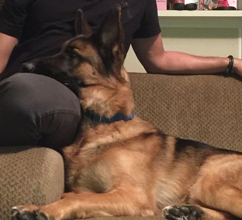 Ozzy - waiting for treats so we can watch the dog show in peace Alpha Villanova, German Sheperd Dogs, German Shep, German Shepards, Pretty Dogs, Silly Dogs, Silly Animals, Dog Show, German Shepherds