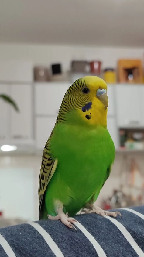 English Budgie, Yellow Parakeet, Yellow Budgie, Budgerigar Bird, Budgies Parrot, Green Budgie, Green Parakeet, Budgie Bird, Parrot Wallpaper