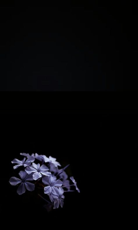 Flowers Dark Background, Fun Moments, Instagram Photo Frame, Pretty Phone Wallpaper, Simple Phone Wallpapers, Flower Iphone Wallpaper, Dark Flowers, Dark Phone Wallpapers, Cute Flower Wallpapers