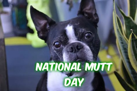 National Mutt Day 2023 - When, Where and Why it is Celebrated? National Days In July, National Mutt Day, Inherited Traits, 2nd December, Love Affection, National Days, Kinds Of Dogs, Mixed Breed Dogs, Create Awareness