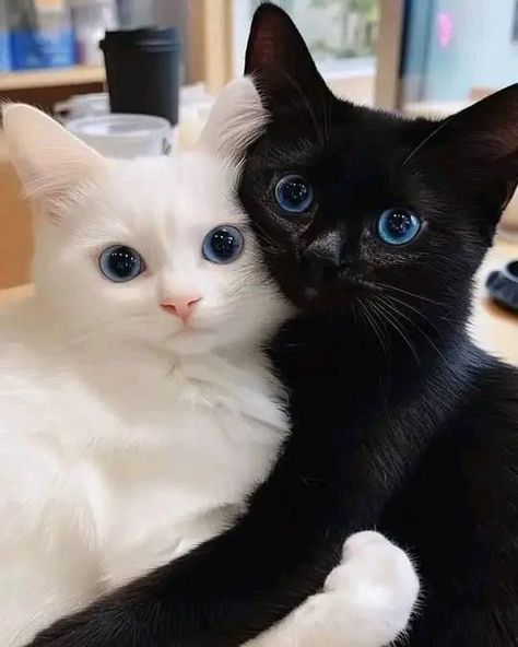 Gorgeous Cats, Cute Cats Photos, White Cats, Cat Aesthetic, Cute Cats And Kittens, Funny Cute Cats, Cute Cats And Dogs, Silly Cats, Pretty Cats