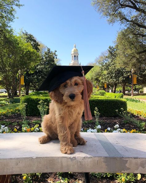 Pups of Baylor 🐶 College Graduation Aesthetic, Nursing School Graduation Pictures, Graduation Aesthetic, Med School Graduation, College Graduation Photoshoot, College Senior Pictures, College Graduation Pictures, Cute Dog Pictures, Graduation Photoshoot