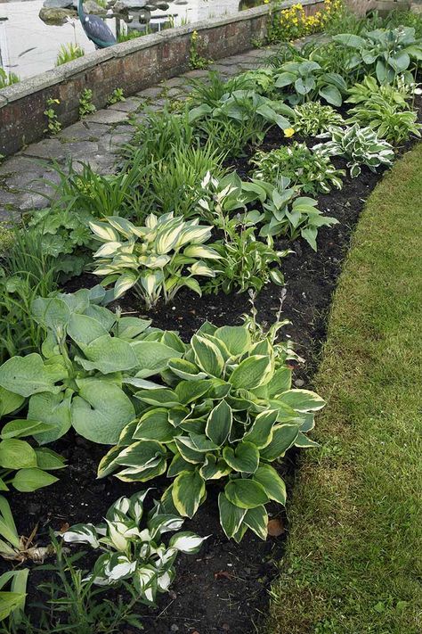 Liven up shady spots in your garden by planting perennial hostas. These attractive perennials are beloved for their easycare nature and stunning foliage. Learn how to grow hostas now on Gardener's Path. #hostas #gardenerspath Shade Garden Design, Garden Pathways, Plantain Lily, Shade Loving Perennials, Shade Garden Plants, Hosta Gardens, Have Inspiration, Garden Yard Ideas, Front Yard Landscaping Design