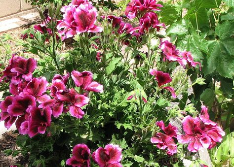 How To Care For Martha Washington Geraniums - Krostrade Winterizing Plants, Geranium Planters, Martha Washington Geranium, Growing Geraniums, Geranium Care, Geraniums Garden, Zone 10, Martha Washington, Martha’s Vineyard