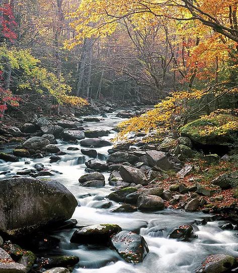 River Camping, Fontana Lake, River Camp, Camping Usa, Forest Camp, Bryson City, Tennessee River, Western North Carolina, Mountain Travel