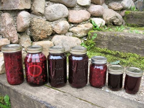 Fall Preserves, Saskatoon Recipes, Saskatoon Berry Recipe, Sour Cherry Recipes, Raspberry Juice, Rhubarb Juice, Food Canning, Saskatoon Berry, Homemade Jams