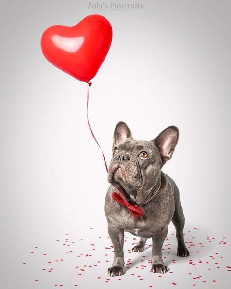 Dog With Balloons, French Bulldog Photoshoot Ideas, Valentine Pet Photos, Valentines Day Pet Photoshoot, Pet Valentines Photography, French Bulldog Photography, French Bulldog Photoshoot, Valentine Dog Photo Shoot, Frenchie Photoshoot Ideas