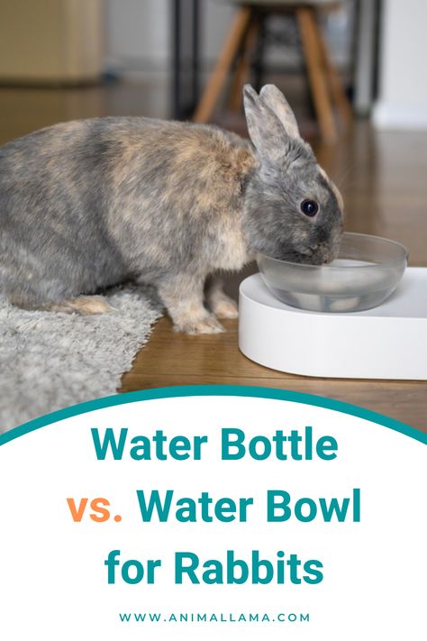 water bowl vs water bowl for rabbits Rabbit Waterer Diy, Diy Rabbit Water Bottle, Rabbit Watering System, Bunny Coop, Rabbit Waterer, Water Rabbit, Rabbit Water Bottle, Rabbit Feeder, Backyard Animals