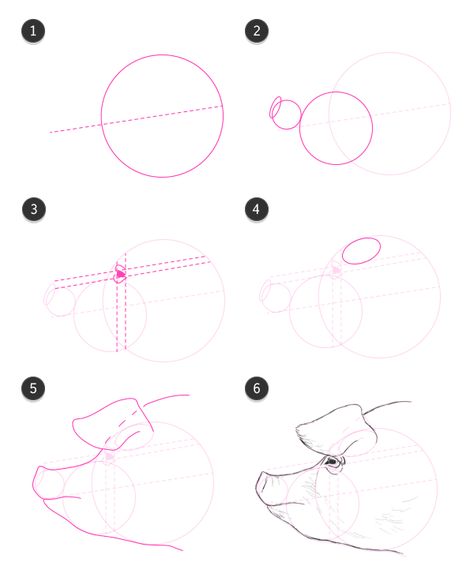 How to Draw Animals: Domestic Pigs, Wild Boars, and Warthogs Pig Side Profile, Head Side Profile, Pig Reference, Pig Sketch, Pig Artwork, Wild Boars, Pig Snout, How To Draw Animals, How To Draw Ears