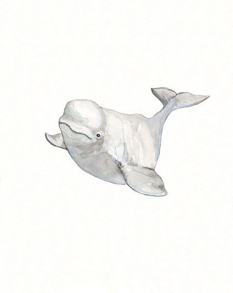 Beluga Drawing, Whale Watercolor, Whale Drawing, Whale Painting, Whale Illustration, Gray Watercolor, Whale Tattoos, Watercolor Whale, White Whale