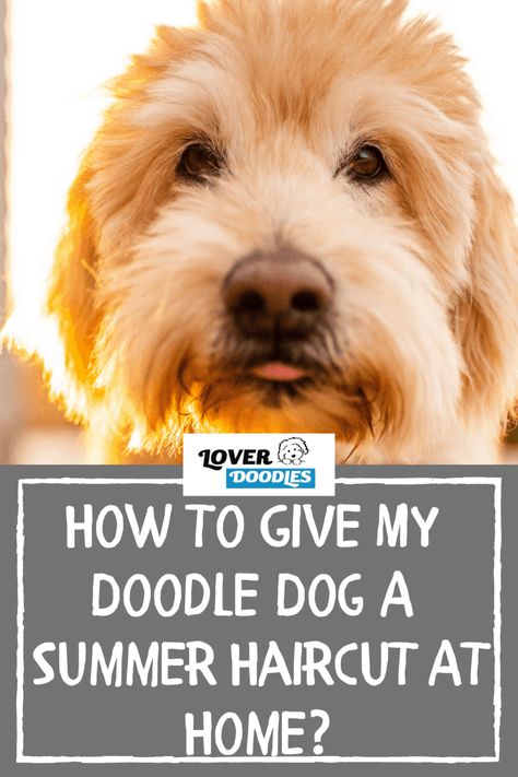 Diy Dog Haircut, How To Groom Your Doodle At Home, Diy Labradoodle Grooming, Diy Goldendoodle Grooming, Doodle Cuts For Summer, How To Groom A Doodle At Home, Golden Doodle Long Hair, How To Groom A Labradoodle At Home, How To Groom A Goldendoodle At Home