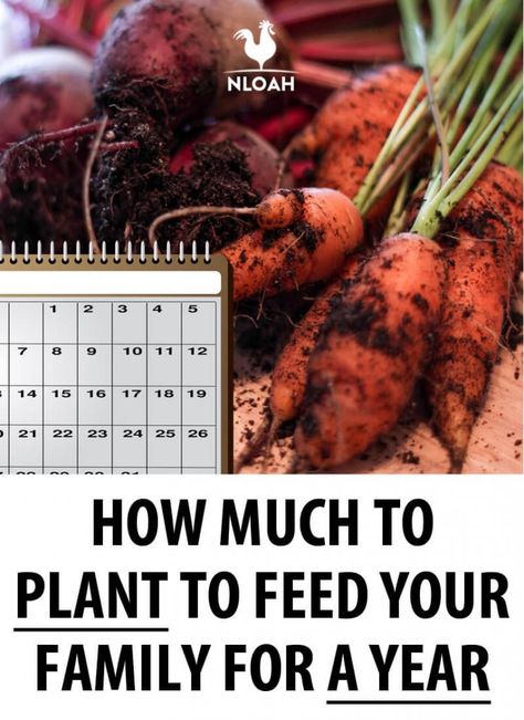 We'll tell you exactly how much of each veggie to plant to feed a family of 4 for a whole year. Plus, season extension and succession planting to get the most out of your garden. #nloah #gardening Spring Crops, Succession Planting, French Country Garden, Small Greenhouse, Survival Gardening, Family Eating, Veg Garden, Family Garden, Family Of 4